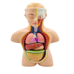 Human Torso Model (8 Parts)